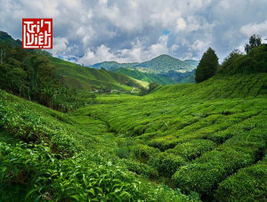 Cách pha trà đen