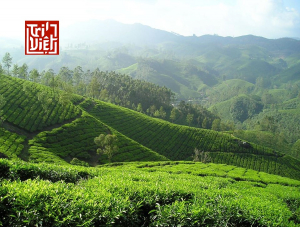 Lịch sử của trà oolong