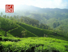 Lịch sử của trà oolong