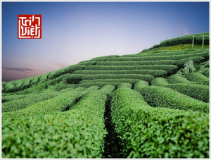 Hồng trà quý phi là gì? tác dụng của hồng trà quý phi tốt cho sức khỏe?