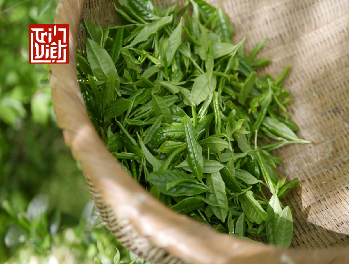 Lợi ích khi uống trà Oolong