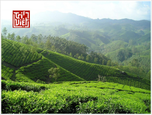Bí quyết chọn mua trà Ô long