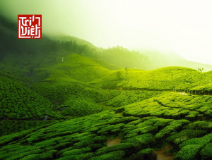 Uống trà oolong hàng ngày tốt cho cơ thể