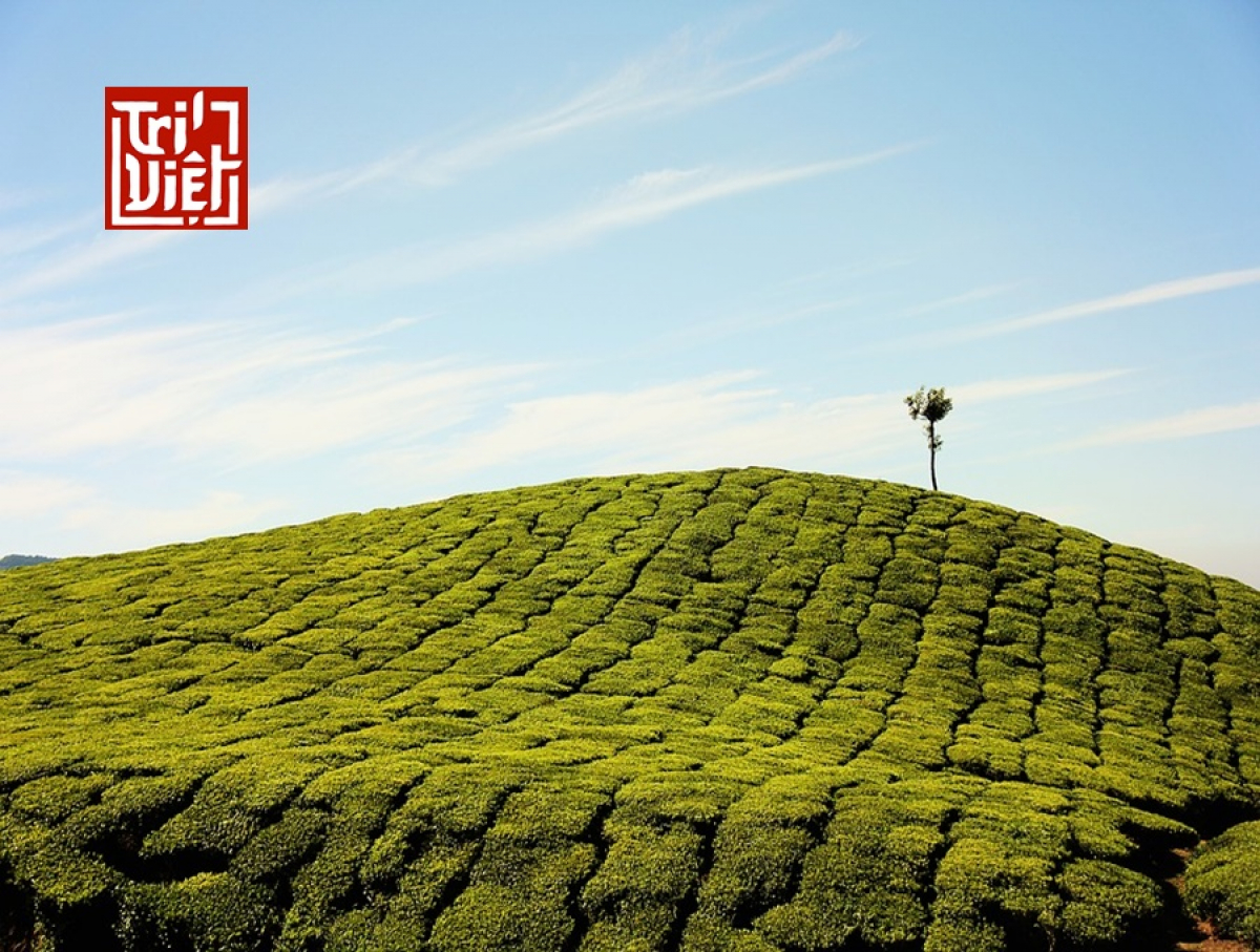 Lợi ích của trà oolong mang lại?