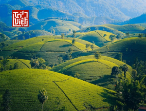 Tác dụng của trà OoLong Kim Tuyên như thế nào?