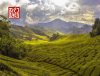 Trà Oolong là gì