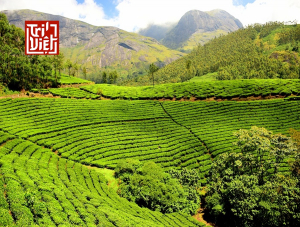 Top 10 loại trà chiều đúng gu chuẩn